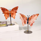 RED GUM FLOWER STONE BUTTERFLY-1